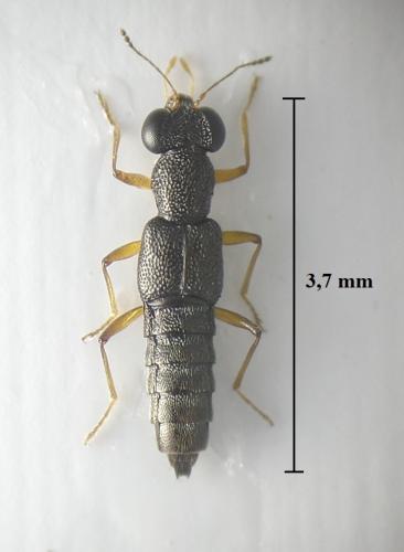 Stenus pallipes